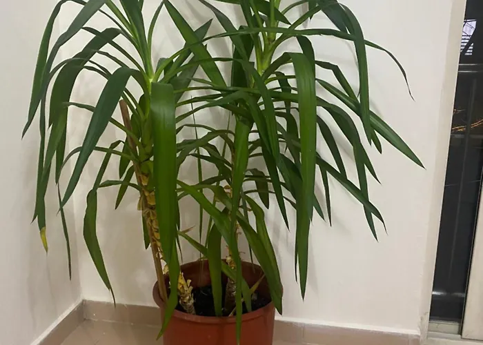 Chlo 4 * Τίρανα